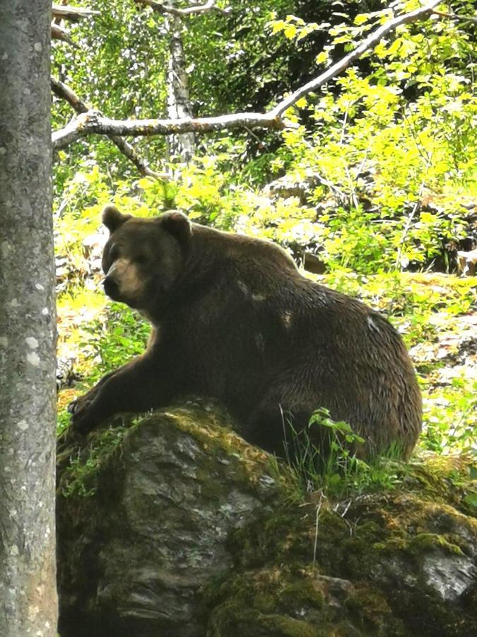 Anno - Wohlfuehlen Am Bachal In Altschoenau Neuschönau Dış mekan fotoğraf